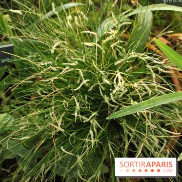 Exposition Mille & une orchidées au Jardin des Plantes