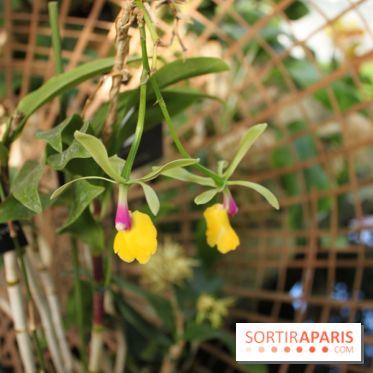 Exposition Mille & une orchidées au Jardin des Plantes