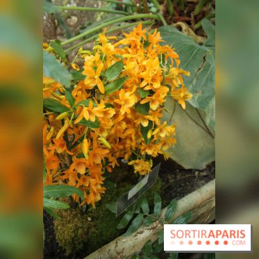 Exposition Mille & une orchidées au Jardin des Plantes