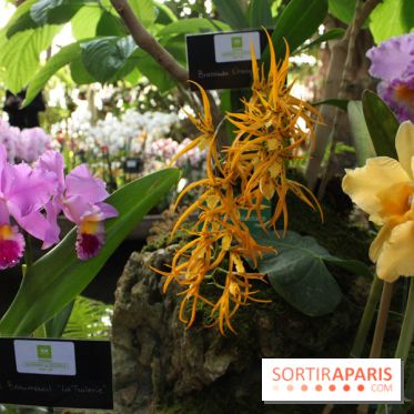 Exposition Mille & une orchidées au Jardin des Plantes