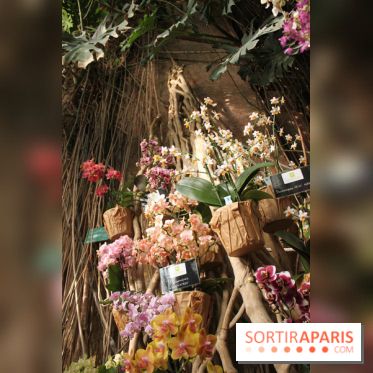 Exposition Mille & une orchidées au Jardin des Plantes