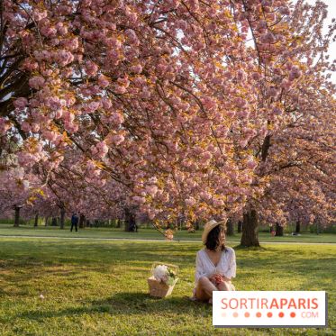 Le Parc de Sceaux et ses cerisiers en fleurs