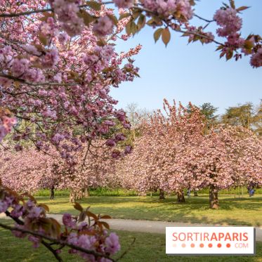 Le Parc de Sceaux et ses cerisiers en fleurs