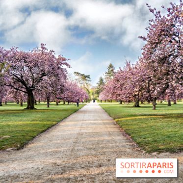 Le Parc de Sceaux et ses cerisiers en fleurs
