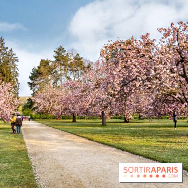 Le Parc de Sceaux et ses cerisiers en fleurs