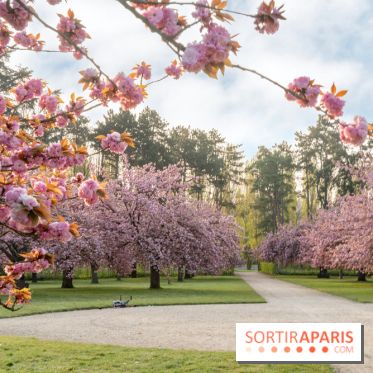 Le Parc de Sceaux et ses cerisiers en fleurs