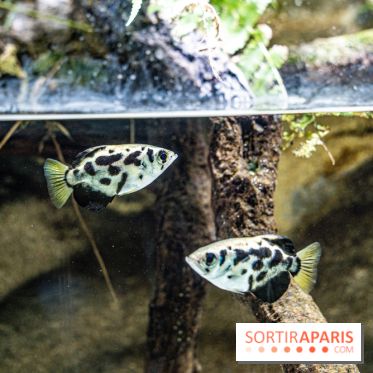 L'Aquarium Tropical de la Porte Dorée