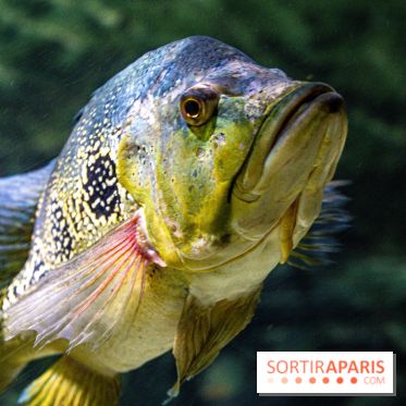 L'Aquarium Tropical de la Porte Dorée