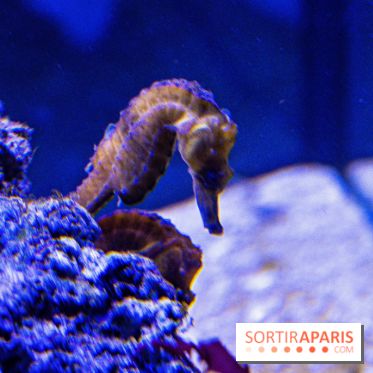 L'Aquarium Tropical de la Porte Dorée