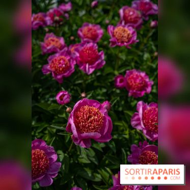 Le Parc de Bagatelle