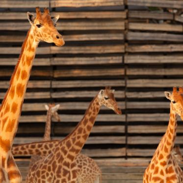 Nocturnes du Parc Zoologique de Paris