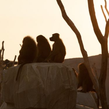 Nocturnes du Parc Zoologique de Paris