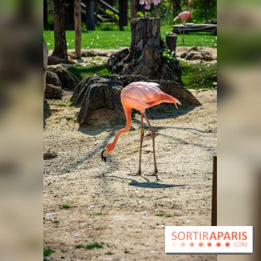 Parrot World, le parc animalier immersif d'Île-de-France