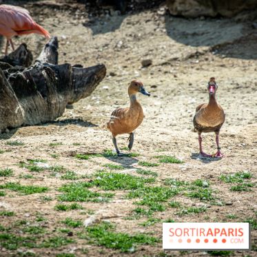 Parrot World, le parc animalier immersif d'Île-de-France