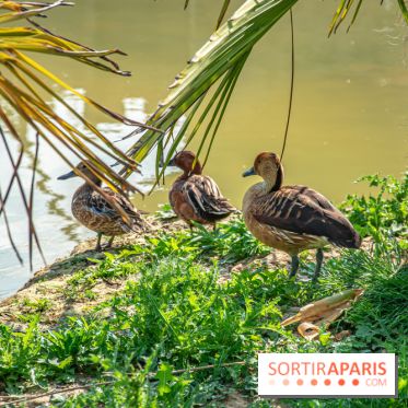 Parrot World, le parc animalier immersif d'Île-de-France