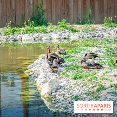 Parrot World, le parc animalier immersif d'Île-de-France