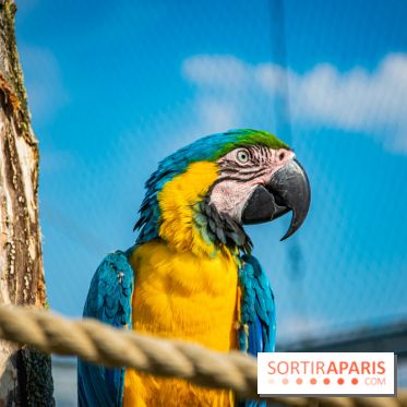 Parrot World, le parc animalier immersif d'Île-de-France