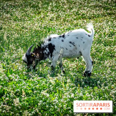 Parrot World, le parc animalier immersif d'Île-de-France