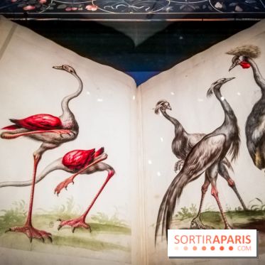 Les animaux du Roi, une exposition qui a du chien au Château de Versailles - nos photos