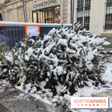 Visuel actualités - sapin jeté poubelle rue