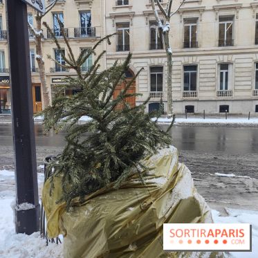 Visuel actualités - sapin jeté poubelle rue