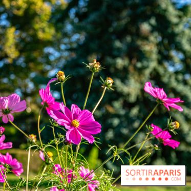 fleurs nature visuels actualités