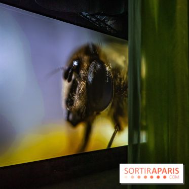 Photos : Odyssée sensorielle, l’expo immersive au Museum 