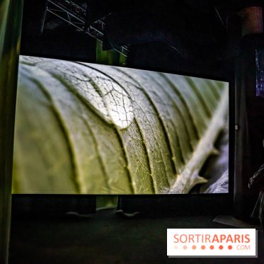 Photos : Odyssée sensorielle, l’expo immersive au Museum 