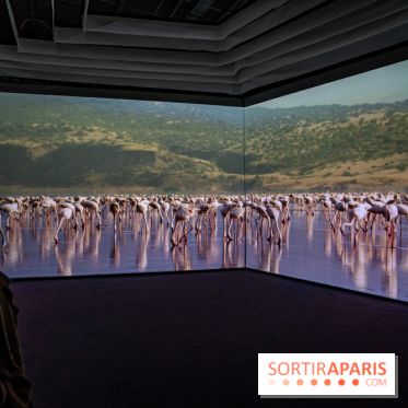 Photos : Odyssée sensorielle, l’expo immersive au Museum 
