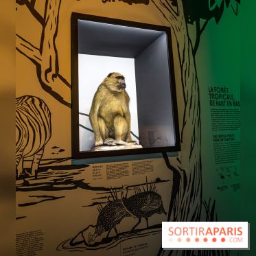 Photos : Odyssée sensorielle, l’expo immersive au Museum 