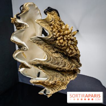 Photos : Odyssée sensorielle, l’expo immersive au Museum 