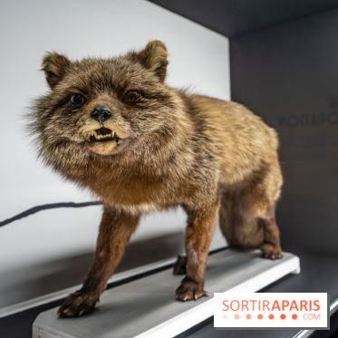 Photos : Odyssée sensorielle, l’expo immersive au Museum 