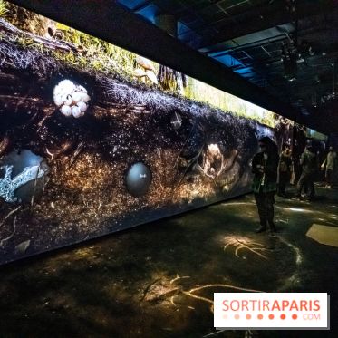 Photos : Odyssée sensorielle, l’expo immersive au Museum 