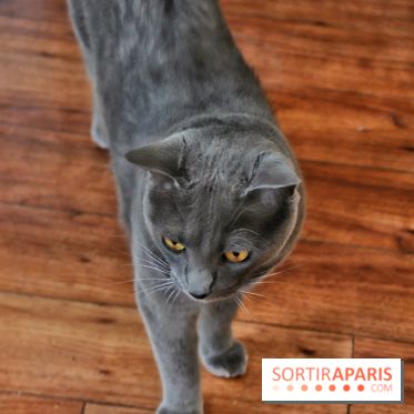 Le Moustache Pension, un hôtel pour chats douillet qui accueille vos compagnons à Paris