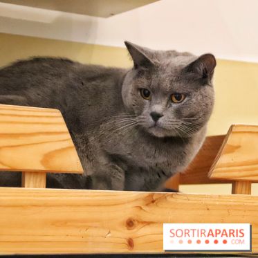 Le Moustache Pension, un hôtel pour chats douillet qui accueille vos compagnons à Paris