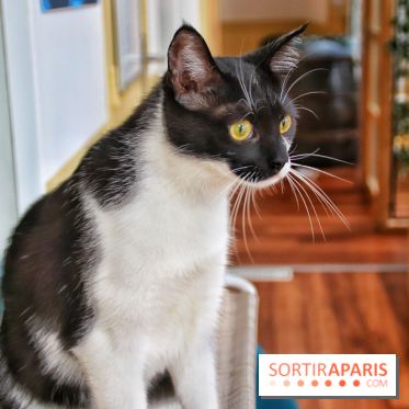 Le Moustache Pension, un hôtel pour chats douillet qui accueille vos compagnons à Paris