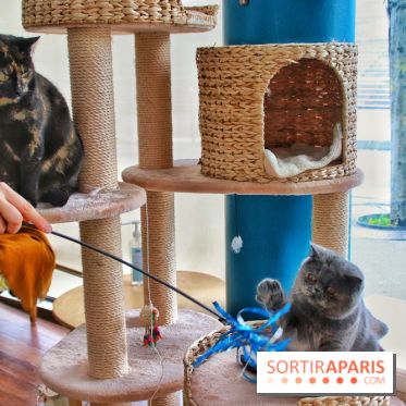 Le Moustache Pension, un hôtel pour chats douillet qui accueille vos compagnons à Paris