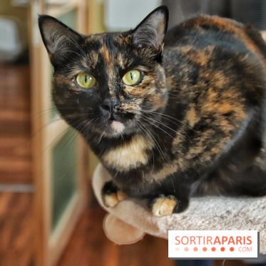 Le Moustache Pension, un hôtel pour chats douillet qui accueille vos compagnons à Paris