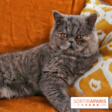 Le Moustache Pension, un hôtel pour chats douillet qui accueille vos compagnons à Paris