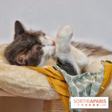 Le Moustache Pension, un hôtel pour chats douillet qui accueille vos compagnons à Paris