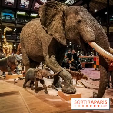Visuels musée et monument intérieur muséum histoire naturelle