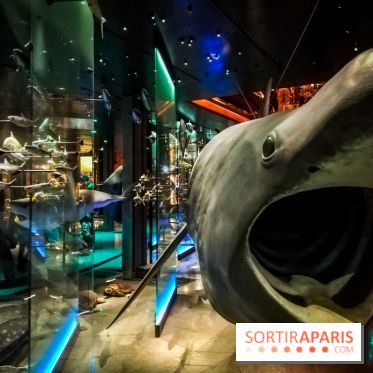 Visuels musée et monument intérieur muséum histoire naturelle