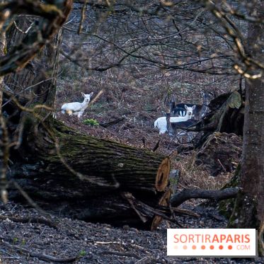 Le domaine du Chateau de Dampierre 