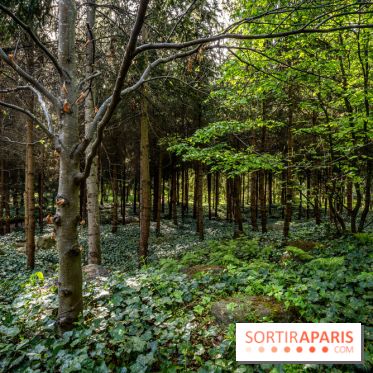 Les jardins du Musée Albert Kahn, nos photos 