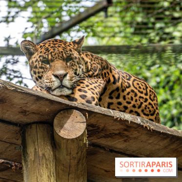 Zoo de Beauval 