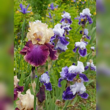 Maison et Jardins Claude Monet à Giverny