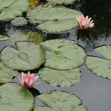 Maison et Jardins Claude Monet à Giverny