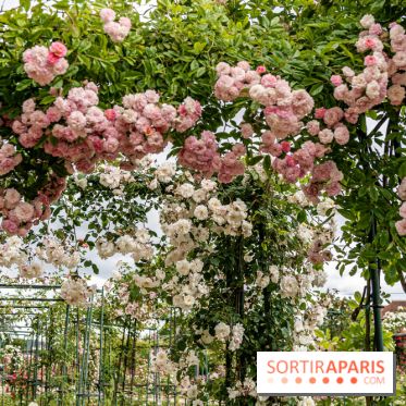 Photos : La Roseraie du val-de-Marne