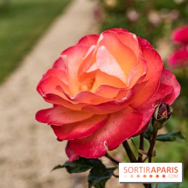 Photos : La Roseraie du val-de-Marne