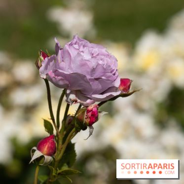 Photos : La Roseraie du val-de-Marne